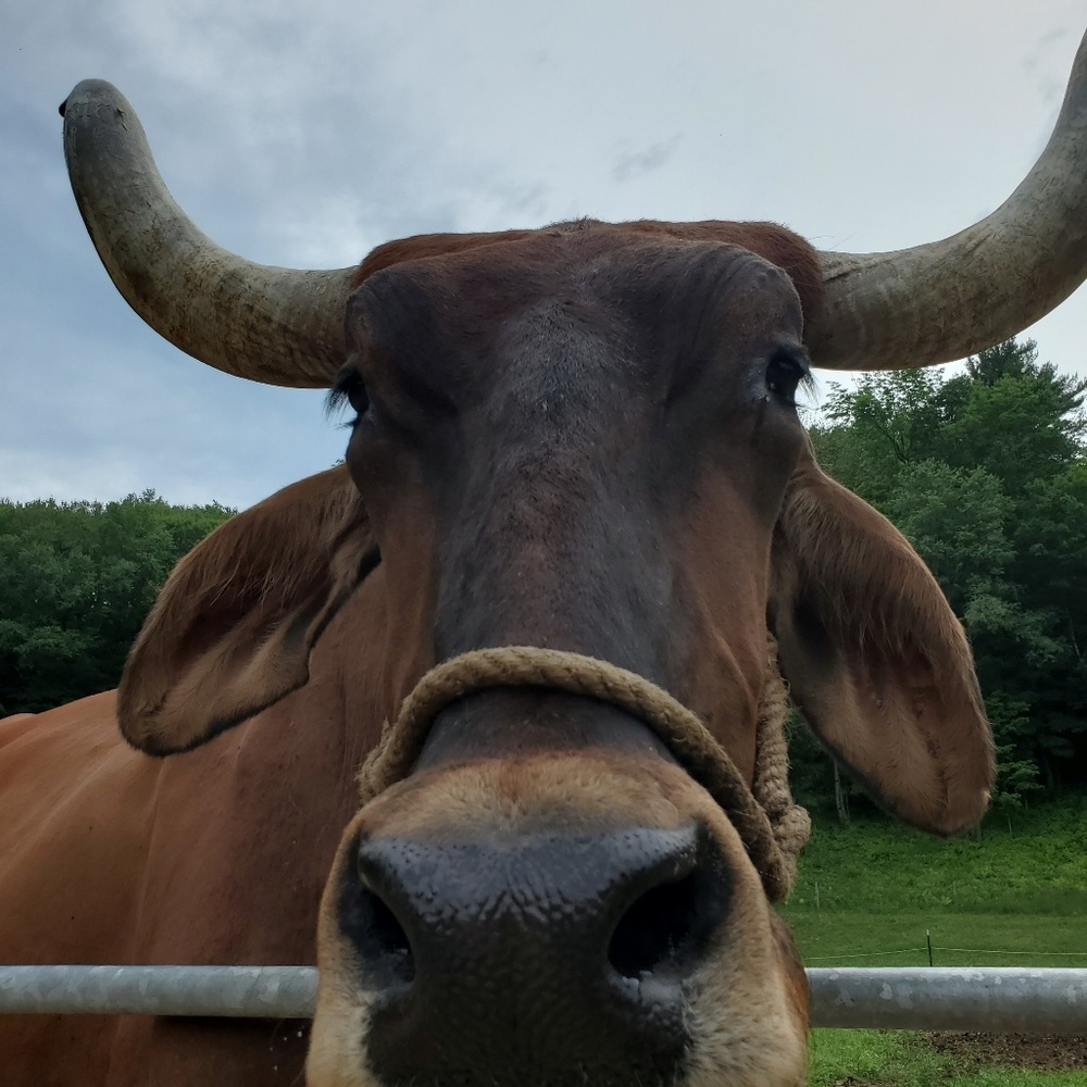 Meet your Posher, Dana